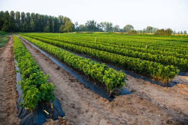 Asma, fidanlık, tarla, ekin, Bordeaux Üzüm bağı.