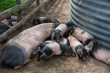 Yeni doğmuş Bask domuzları annesinin, Fransa 'nın ve Avrupa' nın göğüslerini emiyor.