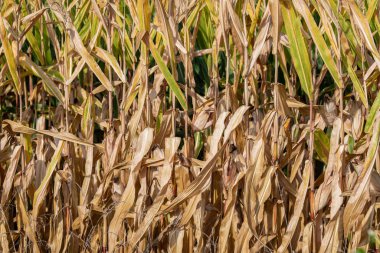 Tarım alanında yeşil yapraklı mısır koçanı büyür.