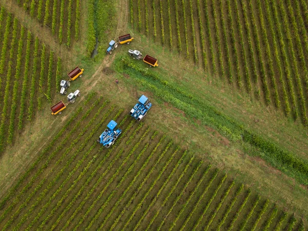 France, Gironde, September, 26-2019, Mechanical Harvesting With Four Machines For Selling, Aoc Bordeaux, Vineyard Bordelais, Gironde, Aquitaine — Stock Photo, Image