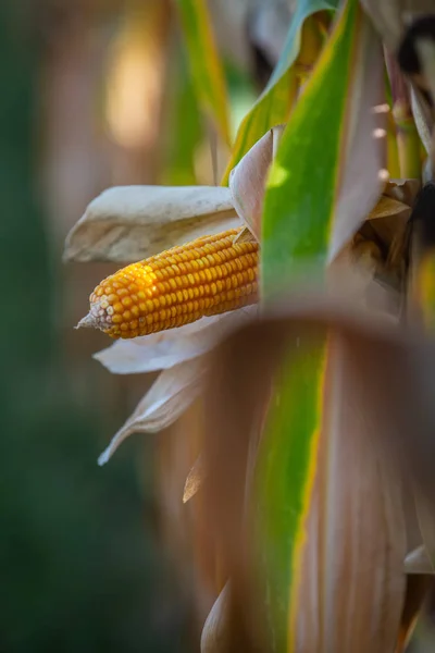 Espiga de milho com folhas verdes crescimento no campo agrícola ao ar livre — Fotografia de Stock