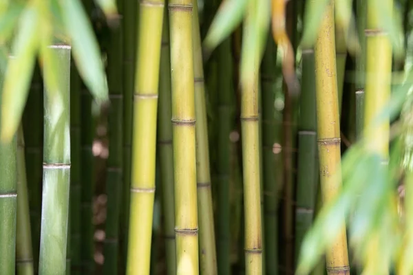 Plantación de bambú, fondo de textura de valla de bambú verde, textura de bambú —  Fotos de Stock