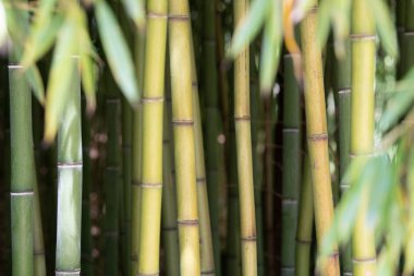 Bambu tarlası, yeşil bambu çit dokusu, bambu dokusu.