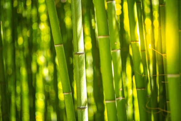 Plantation de bambou, fond de texture de clôture de bambou vert, texture de bambou Photo De Stock