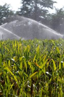 Tarım bahçesindeki genç yeşil mısır tarlasını sulama sistemi su püskürtücüsü ile suluyor.