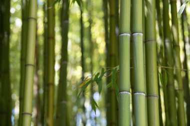 Bambu tarlası, yeşil bambu çit dokusu, bambu dokusu.