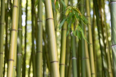 Bambu tarlası, yeşil bambu çit dokusu, bambu dokusu.