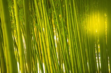 Bambu tarlası, yeşil bambu çit dokusu, bambu dokusu.