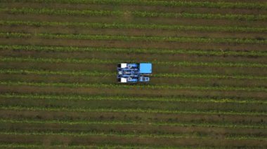 Fransa, Gironde, Eylül, 26-2019, Satmak için Dört Makineyle Mekanik Hasat, Aoc Bordeaux, Vineyard Bordelais, Gironde, Aquitaine