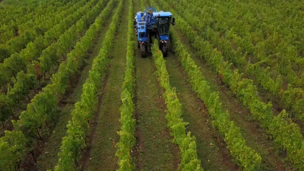 Frankrijk, Gironde, September 2019, Mechanische oogst met vier machines voor de verkoop, Aoc Bordeaux, Wijngaard Bordelais, Gironde, Aquitaine — Stockvideo