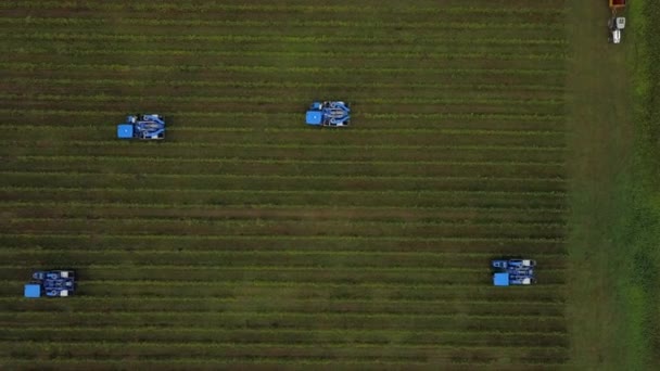 Francja, Gironde, wrzesień, 26-2019, Mechaniczne zbiory z czterema maszynami do sprzedaży, Aoc Bordeaux, Vineyard Bordelais, Gironde, Akwitania — Wideo stockowe