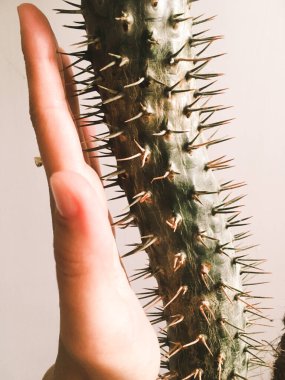 Dişi avuç içi dikenli bir kaktüse yaslanıyor. Kavram: Çok farklıyız ama yine de birlikteyiz.