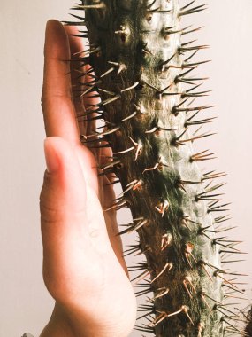 Dişi avuç içi dikenli bir kaktüse yaslanıyor. Kavram: Çok farklıyız ama yine de birlikteyiz.