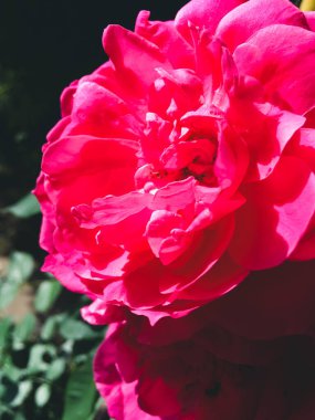 Bahçede kıpkırmızı güller