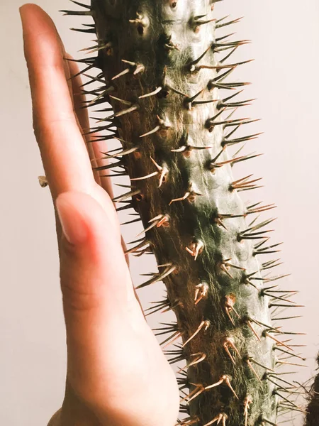 Dişi avuç içi dikenli bir kaktüse yaslanıyor. Kavram: Çok farklıyız ama yine de birlikteyiz.