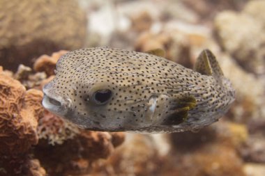 Porcupine Fish clipart