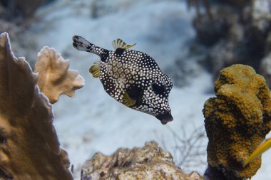 Smooth Trunkfish clipart