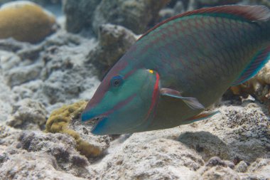 Mercan Resifinde Kırmızı Papağan Balığı