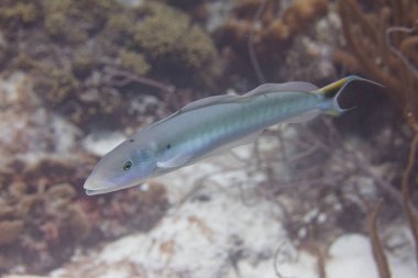 Kum Tilefish