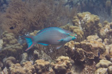 Queen Parrotfish clipart