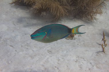 Mercan Resifinde Kırmızı Papağan Balığı