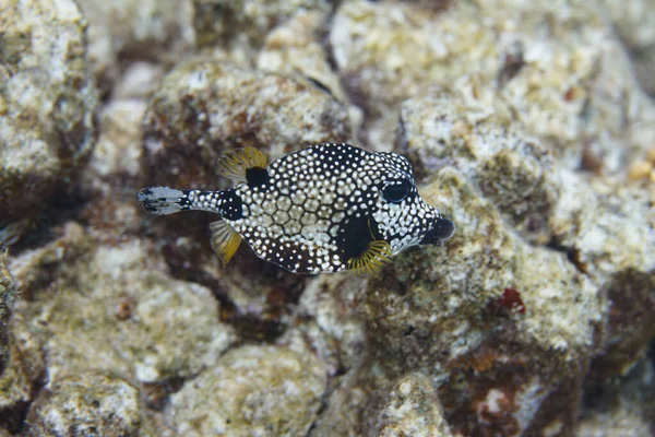 Trunkfish liso — Fotografia de Stock