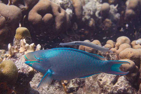 Regina Pesce pappagallo e pesce tromba — Foto Stock