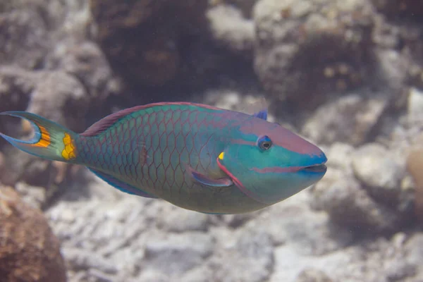 Stoplight Parrotfish en el arrecife de coral —  Fotos de Stock