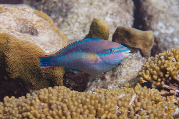 Princesa pez loro en el arrecife de coral — Foto de Stock