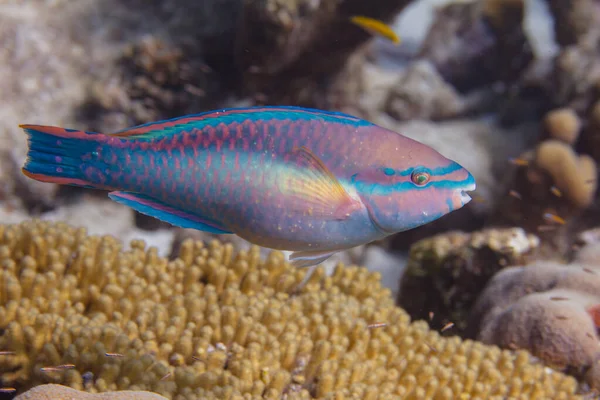 Prinsessan papegojfisk på korallrev — Stockfoto