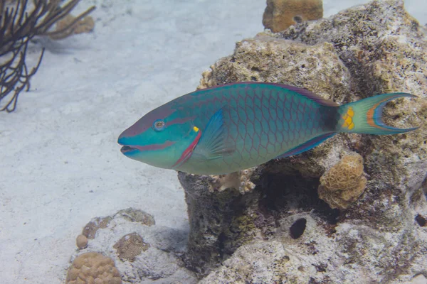 Mercan Resifinde Kırmızı Papağan Balığı