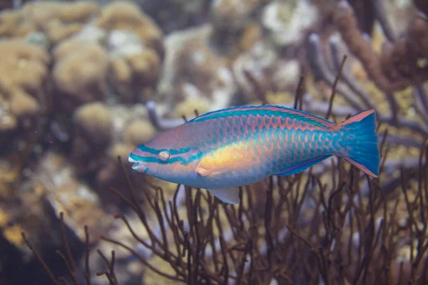 Principessa Pappagallo sulla barriera corallina — Foto Stock