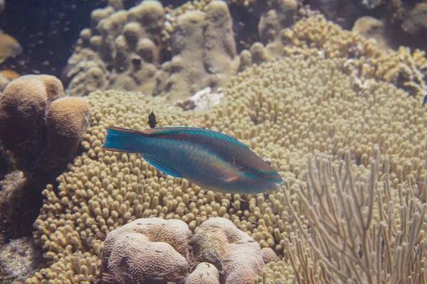 Principessa Pappagallo sulla barriera corallina — Foto Stock