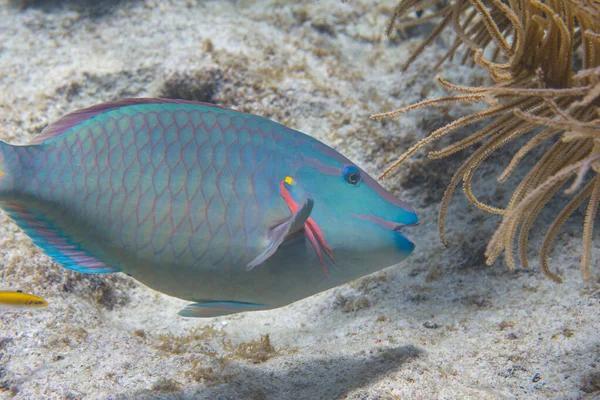 Stoplight Parrotfish en el arrecife de coral —  Fotos de Stock