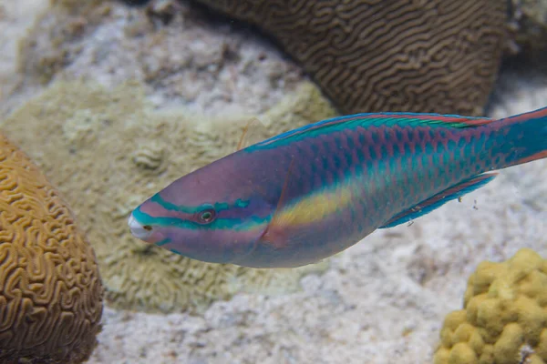 Księżniczka Parrotfish na rafie koralowej — Zdjęcie stockowe