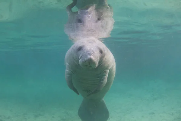 Underwater view of a solo manatee at the Three Sisters Spring in Crystal River, Florida