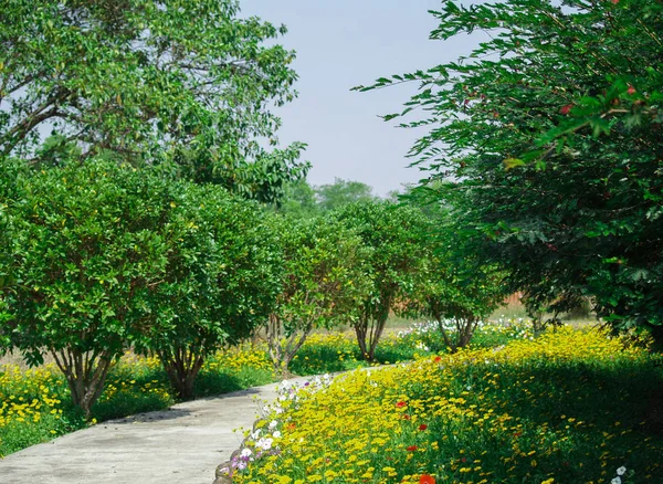 정원의 푸른 나무들의 경관 — 스톡 사진