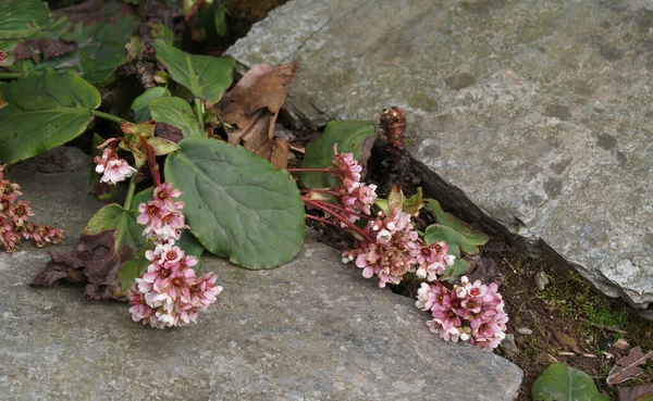 Kayanın üzerinde büyüyen çiçek