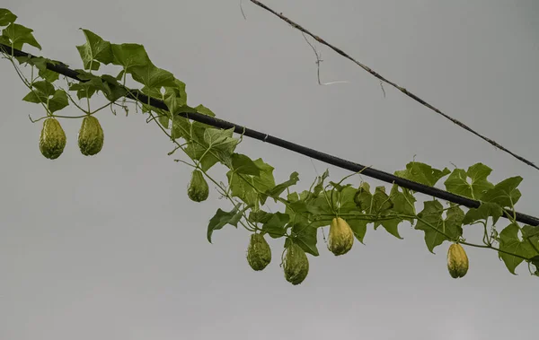 Organik çiftliğin dalında taze yeşil chayote