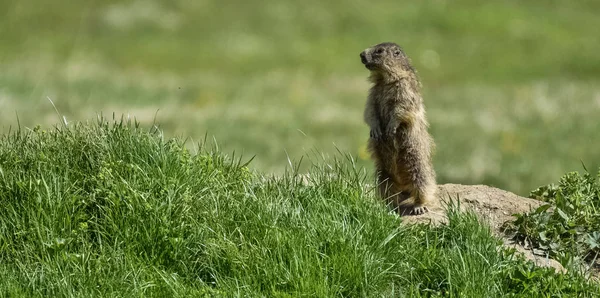 Eichhörnchen rotes Fell lustige Haustiere Herbst Wald — Stockfoto