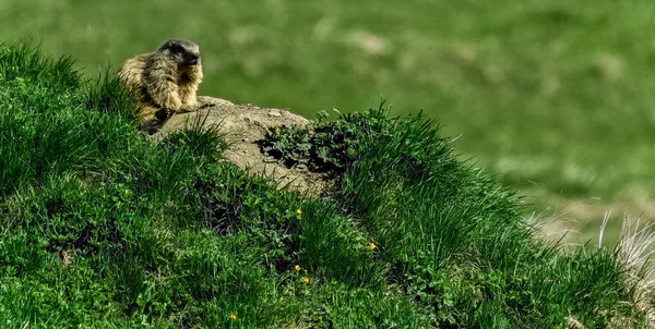 Erstaunliche Aufnahme eines Eichhörnchens auf dem grünen Gras — Stockfoto