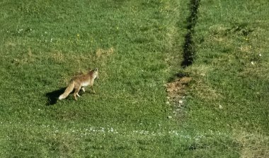 Evin dışında bir Vahşi Tilki Çalılığın altında yatıyor.