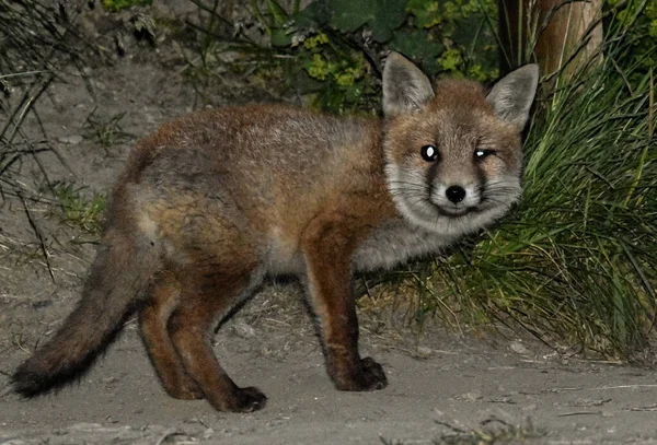 Evin dışında bir Vahşi Tilki Çalılığın altında yatıyor.