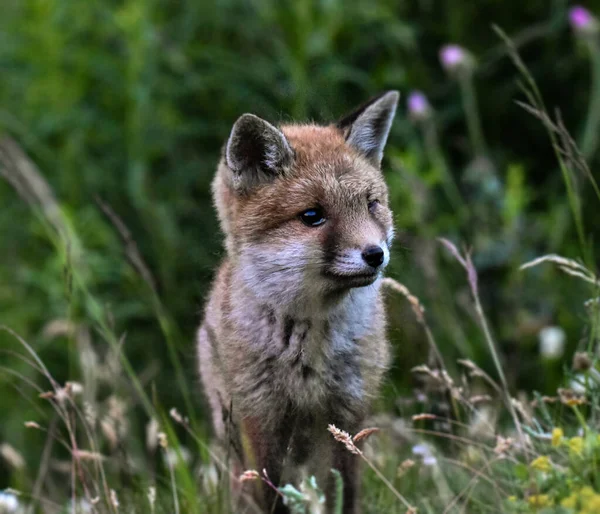 Uma raposa selvagem fora da casa que jaz sob um Bush . — Fotografia de Stock