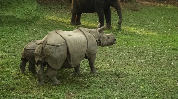 Rhino Is Eating the Grass in Wildlife in Chitwan National Park — Stock Photo, Image