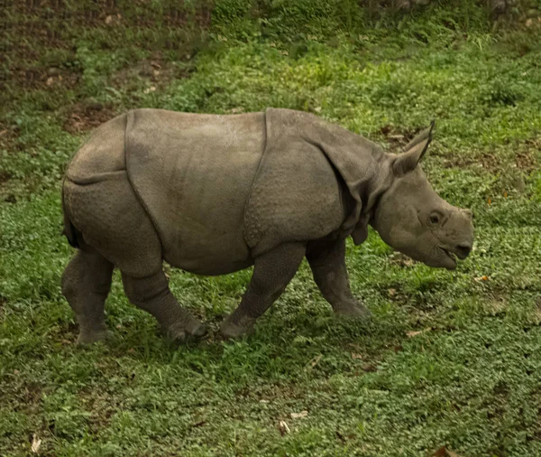 Rhino eet het gras in het wild in Chitwan National Park — Stockfoto