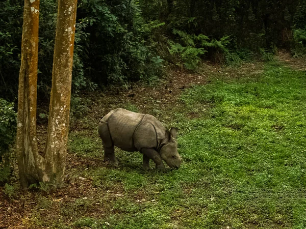 Rhino Is Eating the Grass in Wildlife in Chitwan National Park — Stock Photo, Image