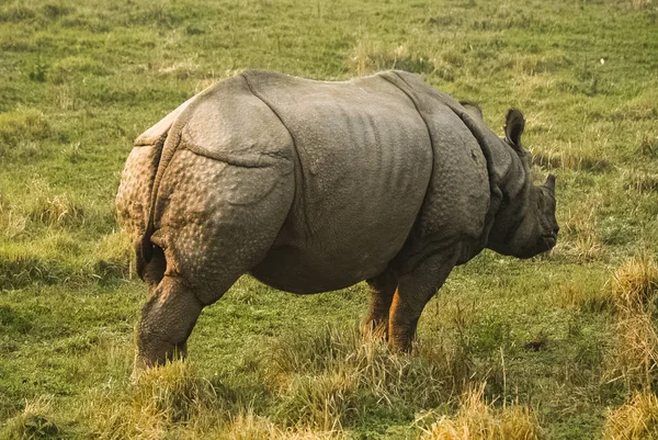Rhino está comendo a grama na vida selvagem no Parque Nacional de Chitwan — Fotografia de Stock