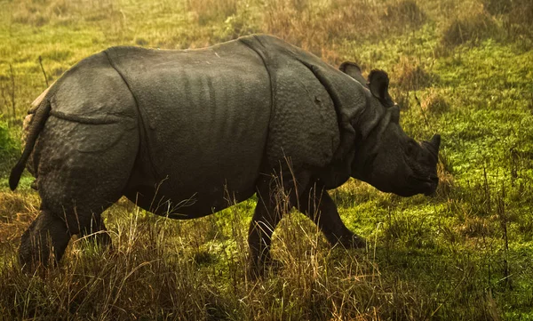 Gergedan Chitwan Ulusal Parkı 'nda Yaban Hayatı' nda Çim Yiyor