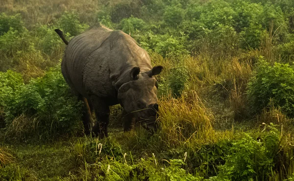 Rhino está comendo a grama na vida selvagem no Parque Nacional de Chitwan — Fotografia de Stock